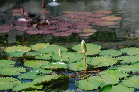 《金蓮池》：色彩斑斕的蓮花與夢幻般的山水